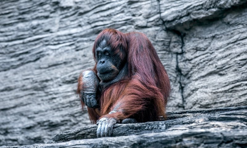 Обои обезьяна, зоопарк, примат, орангутанг, орангутан, monkey, zoo, the primacy of, orangutan разрешение 2560x1659 Загрузить