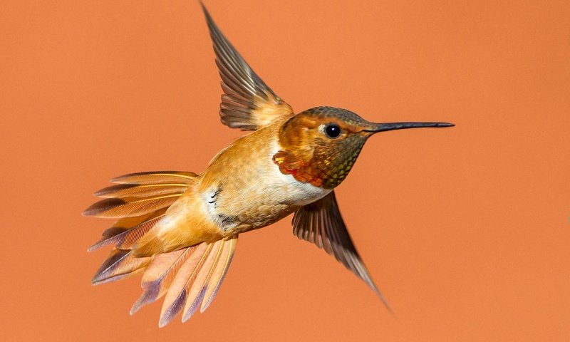 Обои полет, крылья, птица, клюв, колибри, охристый колибри, flight, wings, bird, beak, hummingbird, buffy hummingbird разрешение 2048x1364 Загрузить