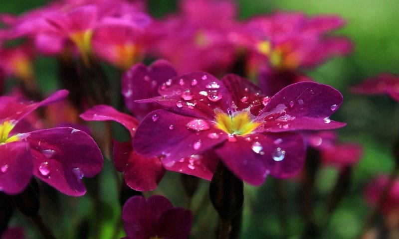 Обои цветы, капли, лепестки, флоксы, flowers, drops, petals, phlox разрешение 1920x1200 Загрузить