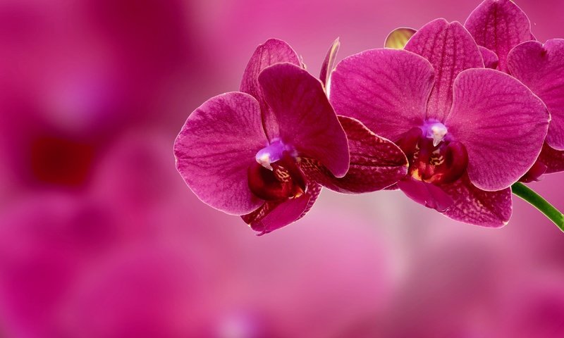 Обои ветка, фон, цветок, лепестки, розовый, орхидея, соцветие, branch, background, flower, petals, pink, orchid, inflorescence разрешение 4409x3264 Загрузить