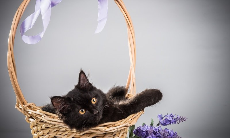 Обои цветы, фон, кот, кошка, корзина, сирень, flowers, background, cat, basket, lilac разрешение 2000x1720 Загрузить