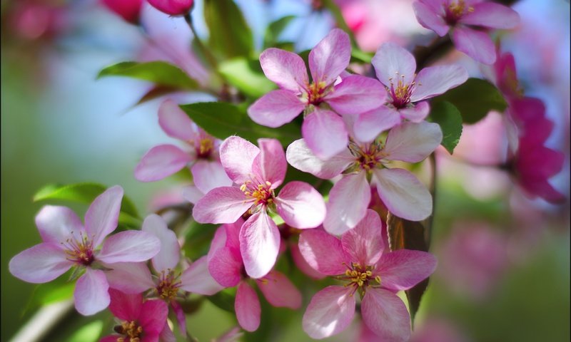 Обои цветы, природа, цветение, весна, яблоня, flowers, nature, flowering, spring, apple разрешение 2500x1655 Загрузить