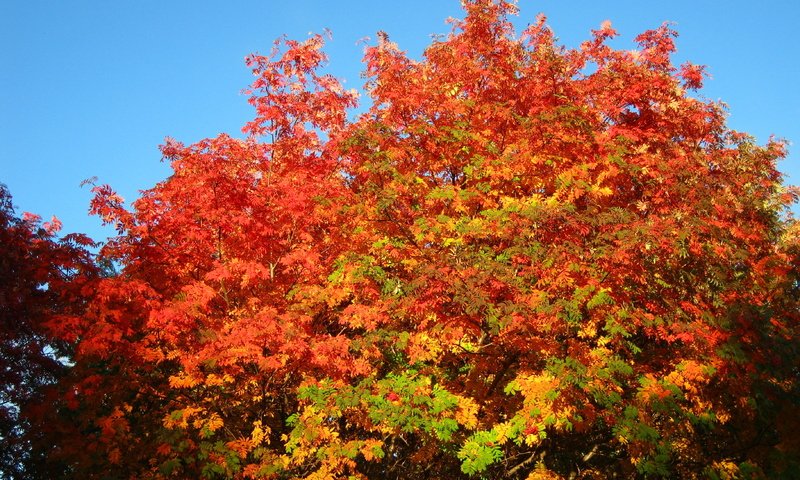 Обои небо, деревья, осень, рябина, the sky, trees, autumn, rowan разрешение 3648x2736 Загрузить