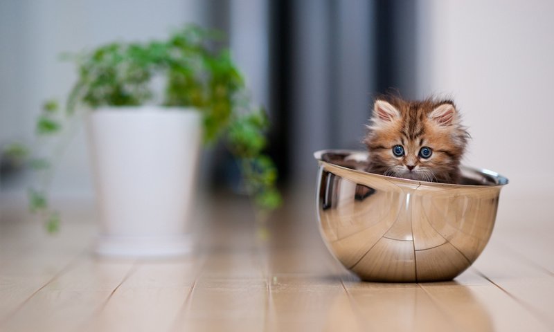 Обои животные, котенок, пол, растение, чашка, лежать, animals, kitty, floor, plant, cup, lie разрешение 2048x1365 Загрузить