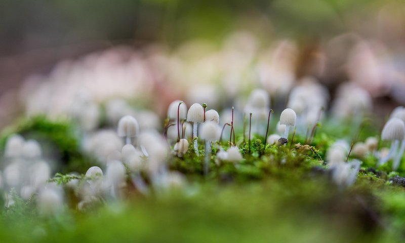 Обои трава, природа, макро, грибы, размытость, мох, поганки, grass, nature, macro, mushrooms, blur, moss, toadstool разрешение 3840x2400 Загрузить