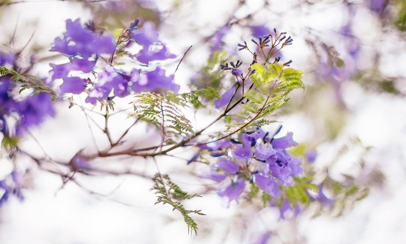 Обои цветы, цветение, листья, ветки, весна, соцветия, жакаранда, flowers, flowering, leaves, branches, spring, inflorescence, jacaranda разрешение 1920x1200 Загрузить