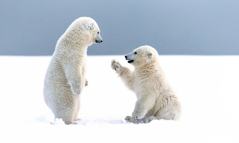 Обои снег, зима, медведи, арктика, белые медведи, snow, winter, bears, arctic, polar bears разрешение 1920x1200 Загрузить