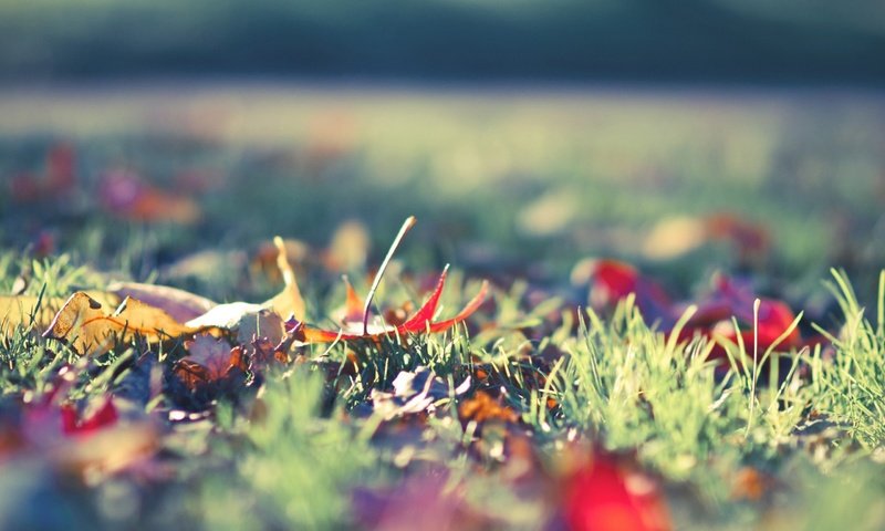 Обои трава, природа, листья, макро, осень, grass, nature, leaves, macro, autumn разрешение 2560x1600 Загрузить