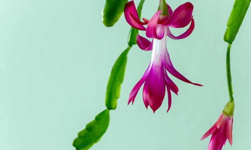 Обои цветы, макро, кактус, christmas cactus, flowers, macro, cactus разрешение 3840x2160 Загрузить