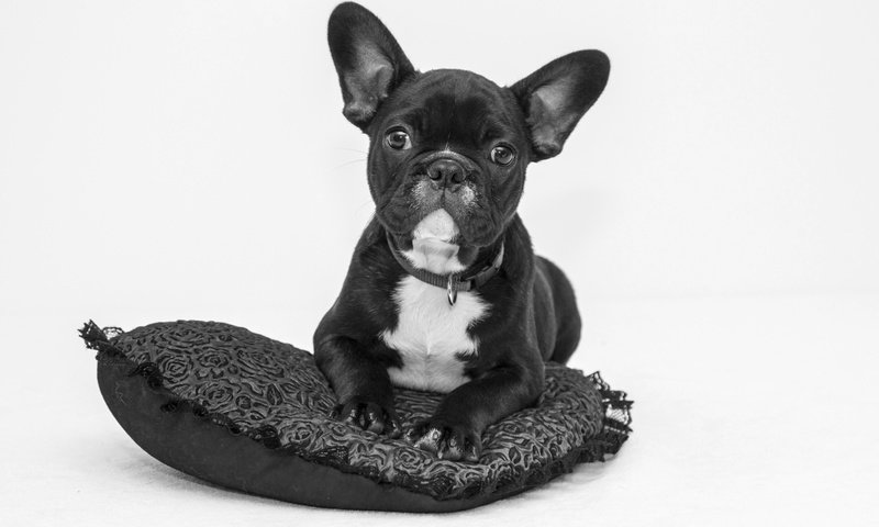 Обои мордочка, взгляд, чёрно-белое, собака, сердце, щенок, подушка, французский бульдог, muzzle, look, black and white, dog, heart, puppy, pillow, french bulldog разрешение 1920x1280 Загрузить