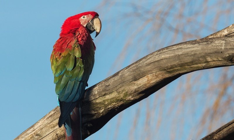 Обои птица, клюв, попугай, дикая природа, ара, bird, beak, parrot, wildlife, ara разрешение 2048x1280 Загрузить