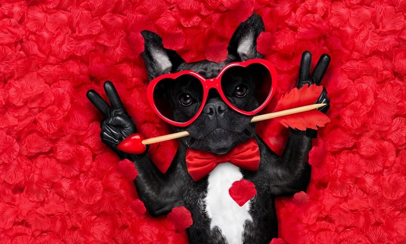 Обои мордочка, стрела, роза, юмор, лепестки, французский бульдог, взгляд, очки, собака, сердце, любовь, muzzle, arrow, rose, humor, french bulldog, petals, look, glasses, dog, heart, love разрешение 6000x4000 Загрузить