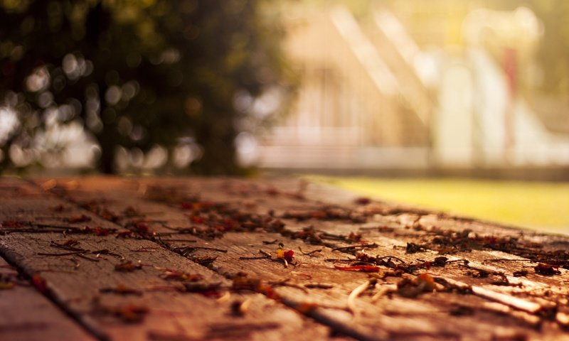 Обои дерево, листья, макро, осень, листопад, боке, tree, leaves, macro, autumn, falling leaves, bokeh разрешение 1920x1200 Загрузить