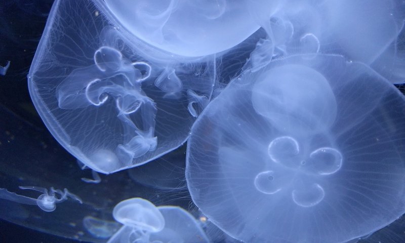 Обои медузы, подводный мир, крупным планом, подводый мир, jellyfish, underwater world, closeup, podvody the world разрешение 4032x3024 Загрузить