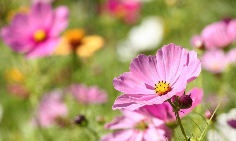 Обои цветы, лепестки, размытость, боке, космея, flowers, petals, blur, bokeh, kosmeya разрешение 2352x1473 Загрузить