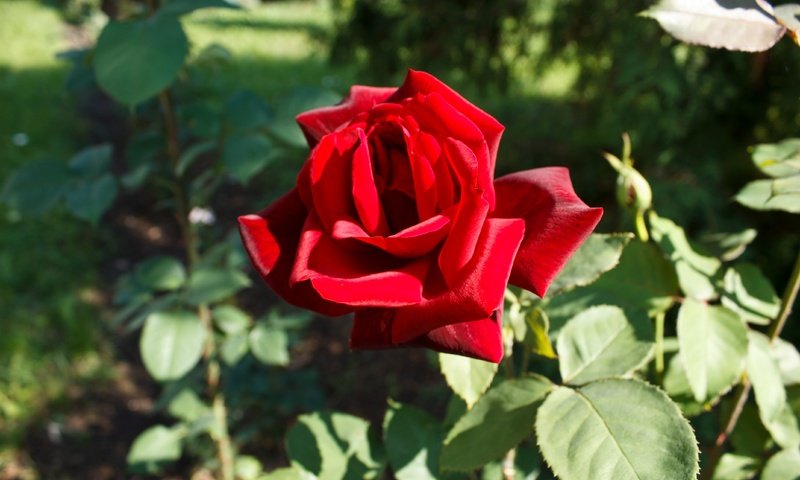 Обои листья, цветок, роза, лепестки, красная роза, боке, leaves, flower, rose, petals, red rose, bokeh разрешение 4272x2848 Загрузить