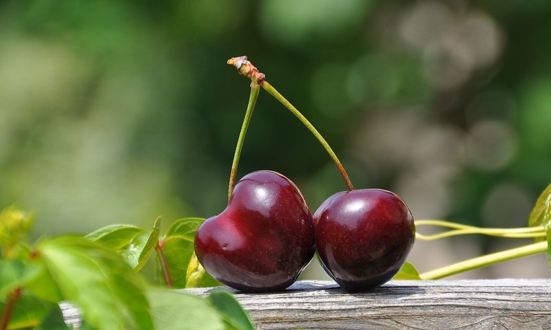 Обои листья, черешня, ягоды, вишня, leaves, cherry, berries разрешение 3216x2136 Загрузить