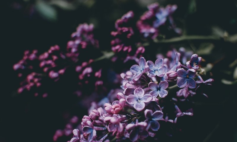 Обои ветка, цветение, весна, сирень, сирени, branch, flowering, spring, lilac разрешение 3000x1987 Загрузить