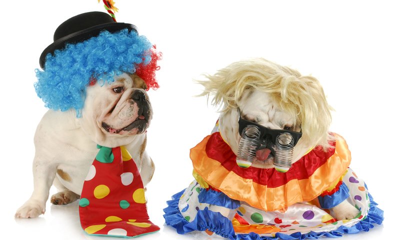 Обои юмор, белый фон, клоун, костюмы, галстук, собаки, английский бульдог, маскарад, humor, white background, clown, costumes, tie, dogs, english bulldog, masquerade разрешение 3900x2700 Загрузить