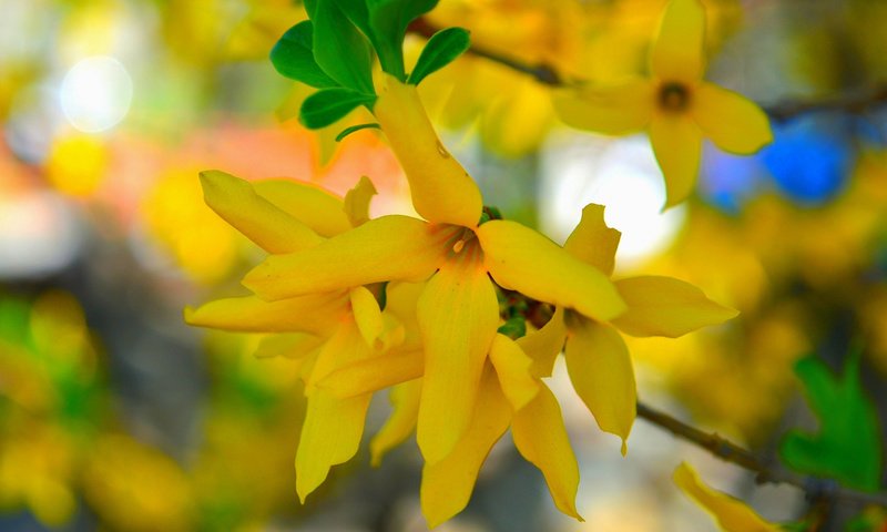 Обои цветы, макро, весна, жёлтые цветочки, flowers, macro, spring, yellow flowers разрешение 2112x1188 Загрузить