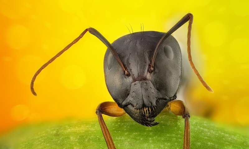 Обои макро, фон, муравей, macro, background, ant разрешение 2048x1256 Загрузить