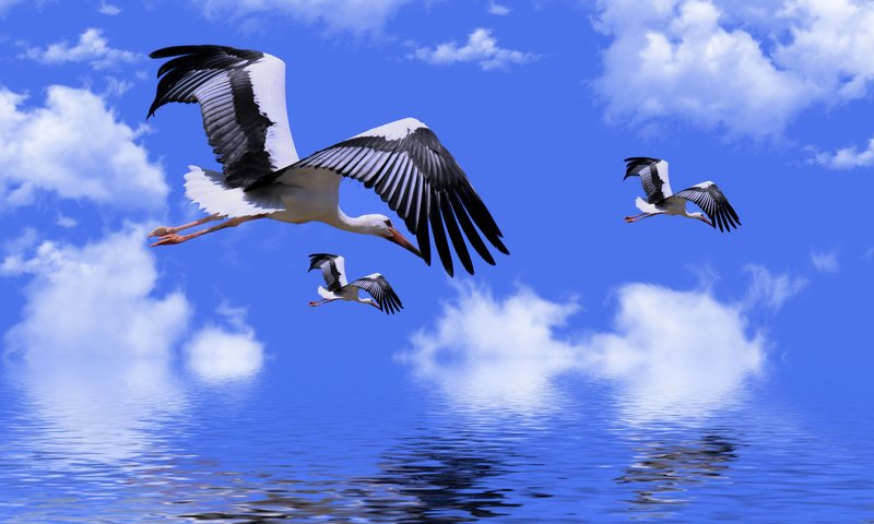 Обои небо, облака, вода, аисты, ретушь, the sky, clouds, water, storks, retouching разрешение 2112x1188 Загрузить