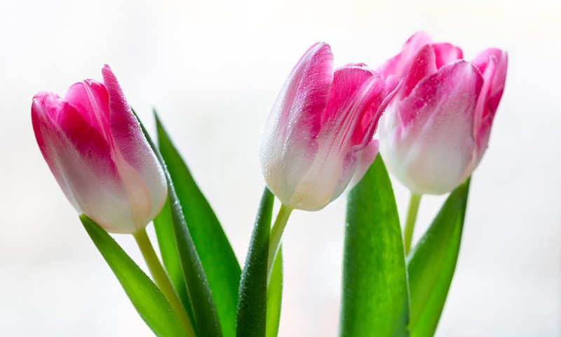 Обои цветы, тюльпаны, на белом фоне, капли воды, flowers, tulips, on a white background, water drops разрешение 2304x1536 Загрузить