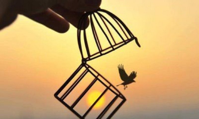 Обои солнце, закат, птица, свобода, клетка, the sun, sunset, bird, freedom, cell разрешение 1920x1920 Загрузить