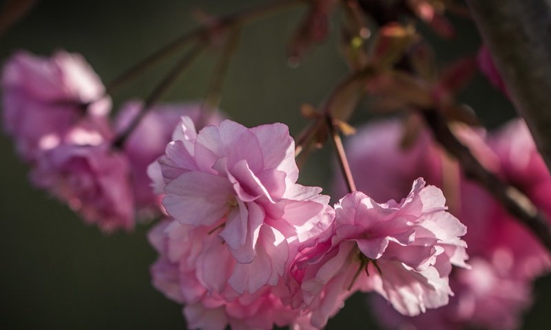 Обои природа, цветение, лепестки, весна, сакура, розовые цветы, nature, flowering, petals, spring, sakura, pink flowers разрешение 3840x2160 Загрузить