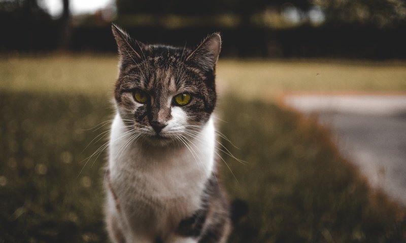 Обои морда, кот, сидит, пятнистый, face, cat, sitting, spotted разрешение 6000x4000 Загрузить