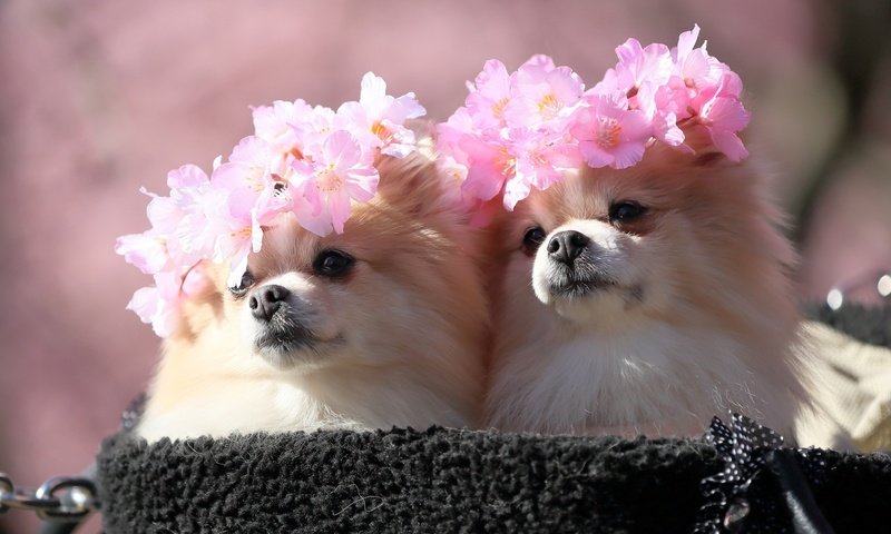 Обои сакура, милые, шпиц, венки, sakura, cute, spitz, wreaths разрешение 2560x1440 Загрузить