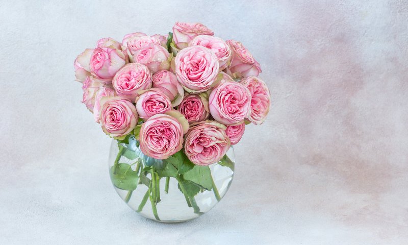 Обои розы, букет, розовые, ваза, julija vilvarin, roses, bouquet, pink, vase разрешение 5472x3648 Загрузить