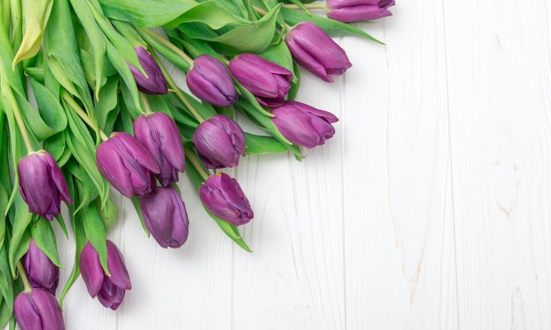 Обои тюльпаны, tulips разрешение 1920x1080 Загрузить