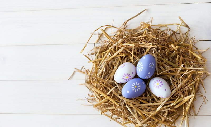 Обои пасха, солома, гнездо, яйца крашеные, easter, straw, socket, the painted eggs разрешение 5616x3744 Загрузить