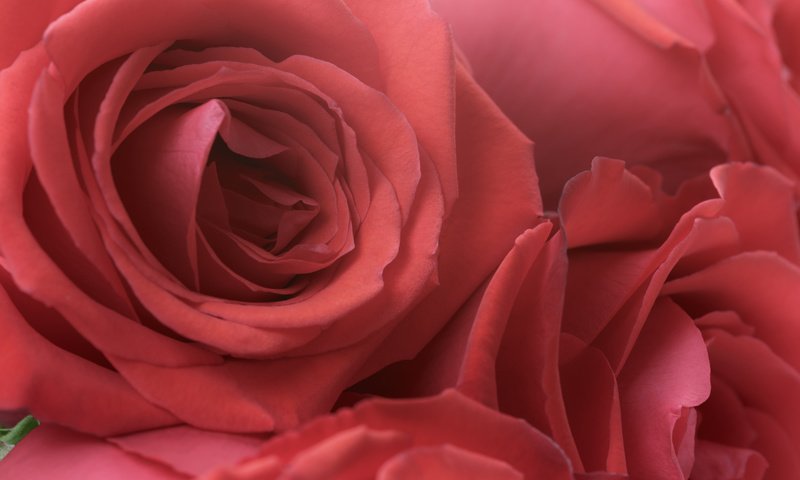 Обои цветы, бутоны, розы, лепестки, flowers, buds, roses, petals разрешение 5760x3840 Загрузить