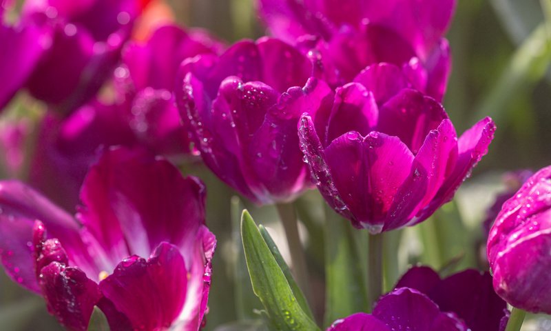 Обои цветы, природа, капли, тюльпаны, flowers, nature, drops, tulips разрешение 5472x3648 Загрузить