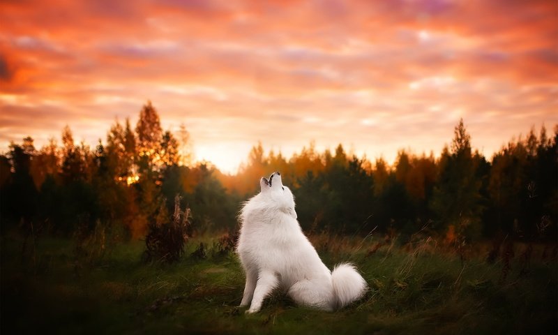 Обои природа, закат, собака, друг, самоед, самоедская лайка, nature, sunset, dog, each, samoyed, samoyed husky разрешение 2048x1365 Загрузить