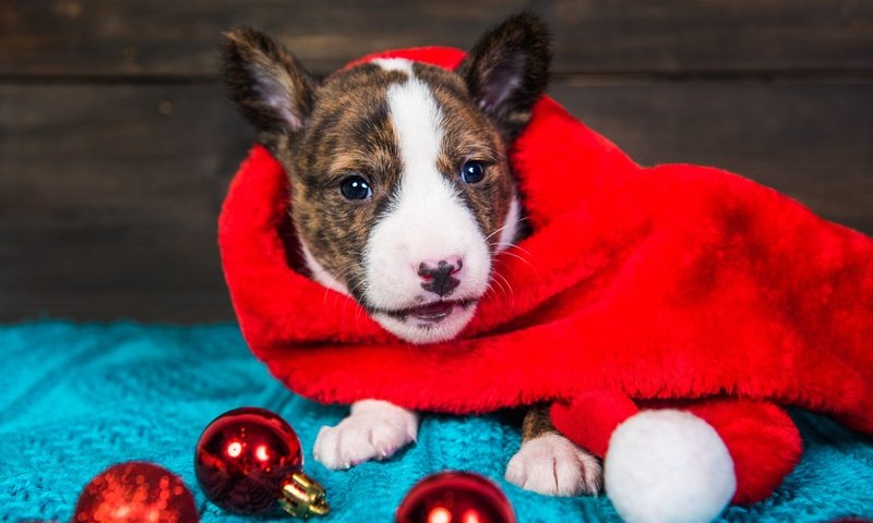 Обои новый год, собака, щенок, малыш, рождество, питбультерьер, питбуль, колпак санты, new year, dog, puppy, baby, christmas, pit bull terrier, pit bull разрешение 2000x1335 Загрузить