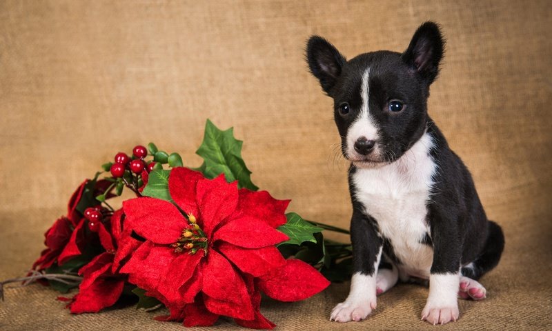 Обои новый год, питбуль, собака, щенок, мордашка, малыш, праздник, рождество, питбультерьер, new year, pit bull, dog, puppy, face, baby, holiday, christmas, pit bull terrier разрешение 2000x1401 Загрузить