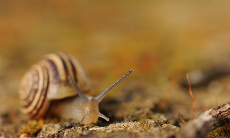Обои улитка, snail разрешение 1920x1200 Загрузить