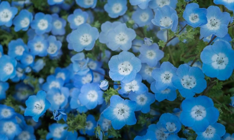 Обои цветы, голубые, немофила, flowers, blue, nemophila разрешение 4240x2384 Загрузить