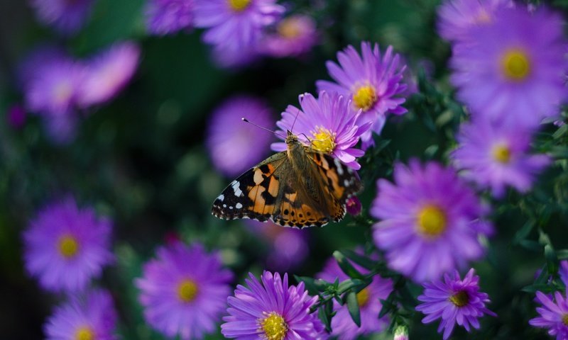 Обои цветы, макро, бабочка, куст, размытие, боке, сиреневые, астры, flowers, macro, butterfly, bush, blur, bokeh, lilac, asters разрешение 4928x3264 Загрузить