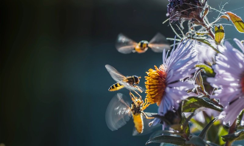 Обои цветы, природа, насекомые, пчелы, flowers, nature, insects, bees разрешение 3000x2000 Загрузить