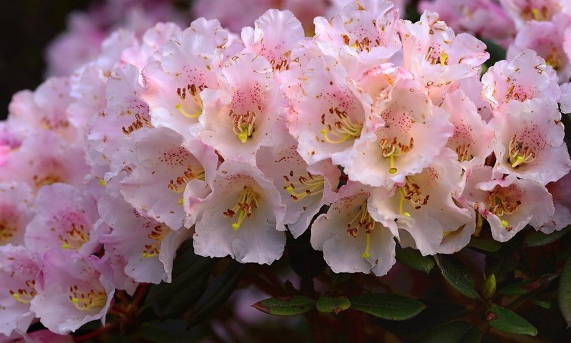 Обои цветы, розовые, много, азалия, рододендроны, flowers, pink, a lot, azalea, rhododendrons разрешение 3071x2050 Загрузить