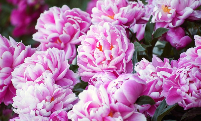 Обои цветы, сад, розовые, куст, много, боке, пионы, flowers, garden, pink, bush, a lot, bokeh, peonies разрешение 3840x2550 Загрузить