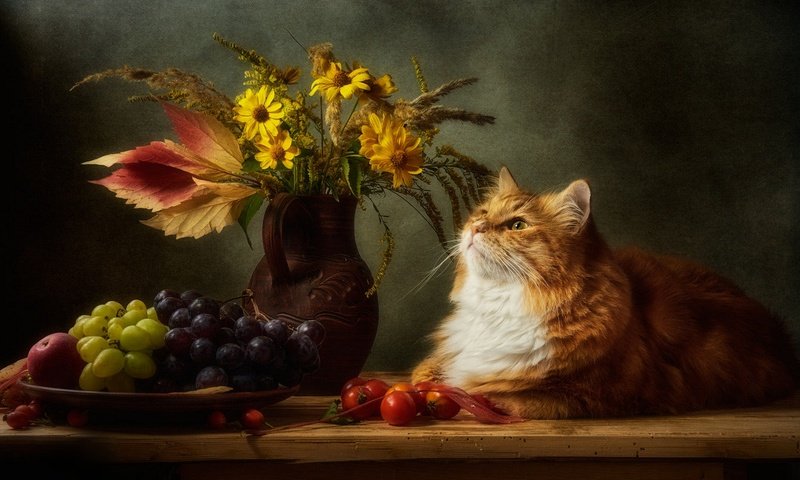 Обои цветы, кувшин, виноград, помидоры, кот, натюрморт, кошка, взгляд, темный фон, букет, мордашка, рыжий, red, flowers, pitcher, grapes, tomatoes, cat, still life, look, the dark background, bouquet, face разрешение 1920x1338 Загрузить