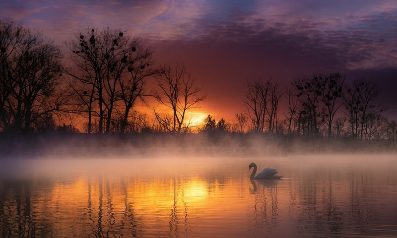 Обои деревья, озеро, природа, закат, пейзаж, туман, птица, лебедь, trees, lake, nature, sunset, landscape, fog, bird, swan разрешение 2200x1383 Загрузить