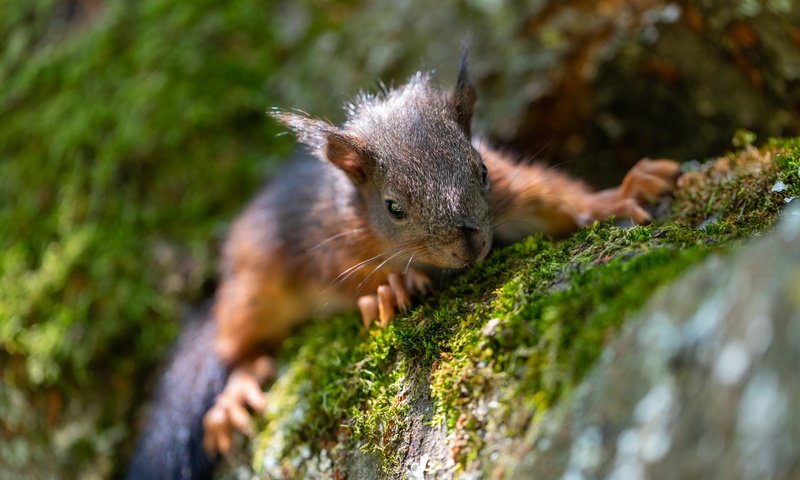 Обои дерево, поза, мох, мордашка, белка, ракурс, боке, карабкается, tree, pose, moss, face, protein, view, bokeh, scrambles разрешение 6720x4480 Загрузить