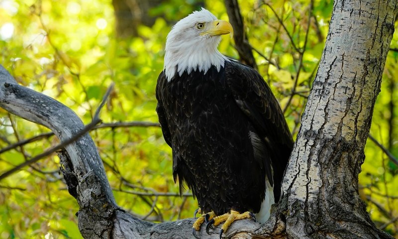 Обои дерево, ветки, листва, осень, орел, птица, белоголовый орлан, tree, branches, foliage, autumn, eagle, bird, bald eagle разрешение 2048x1365 Загрузить