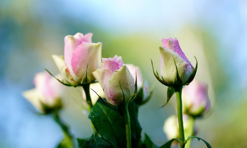 Обои фон, капли, розы, букет, нежные, боке, background, drops, roses, bouquet, gentle, bokeh разрешение 4000x2669 Загрузить